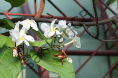 Chonemorpha fragrans